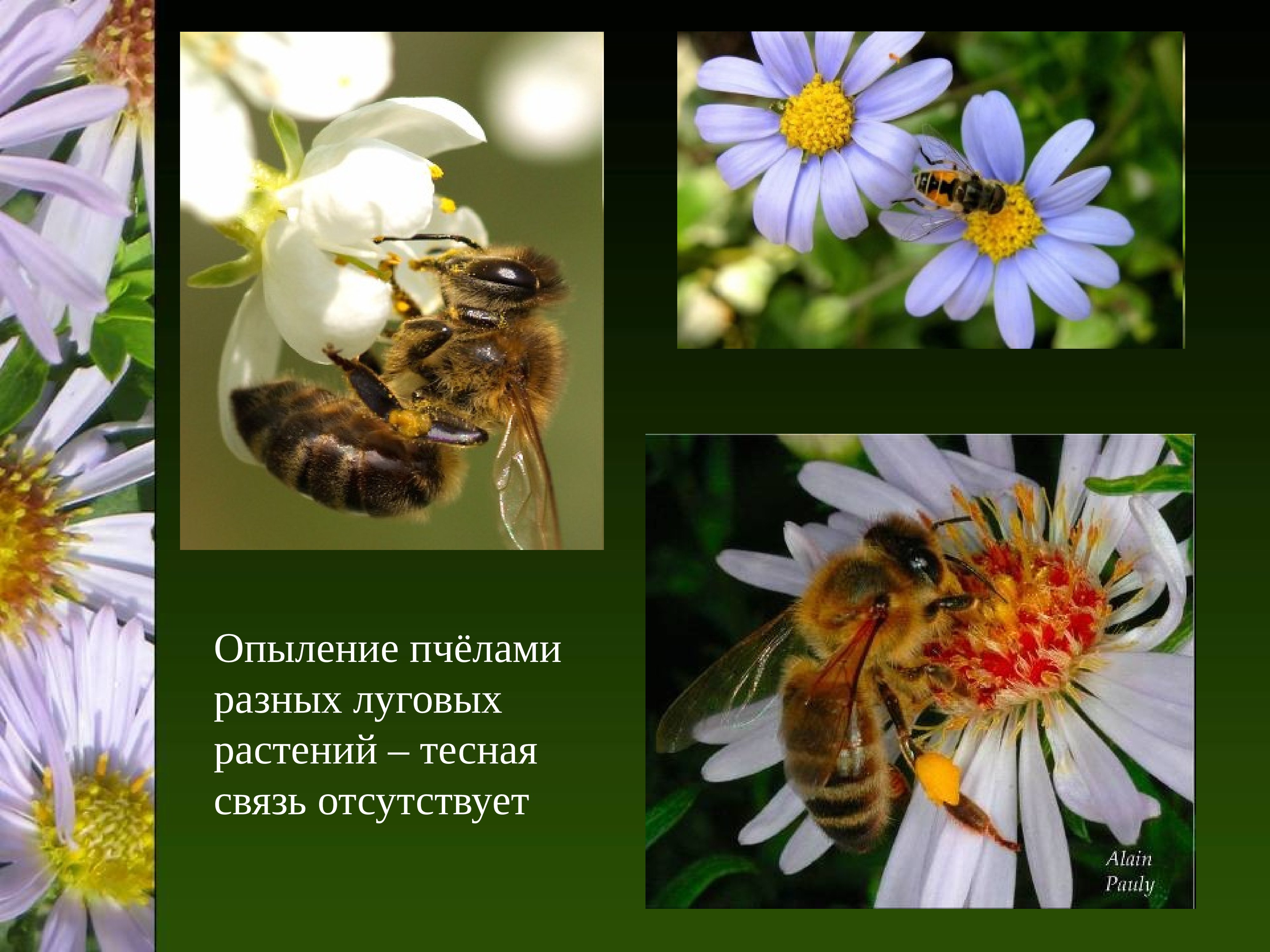 Какая взаимосвязь между растениями и растениями. Опыление растений пчелами. Опыление пчелами луговых растений. Пчела опыляет цветок. Опыление цветков пчелами.
