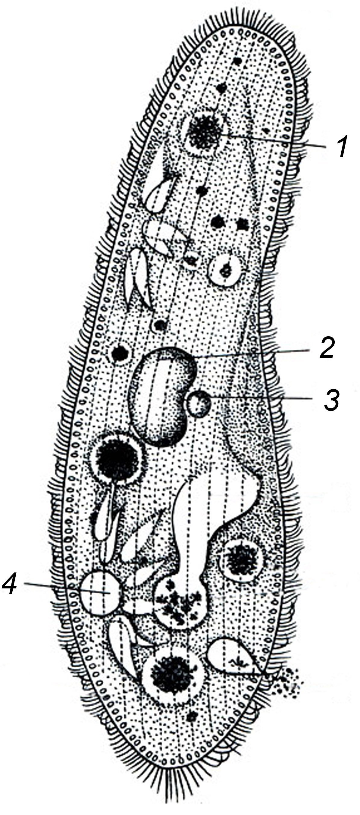 Инфузория туфелька структура
