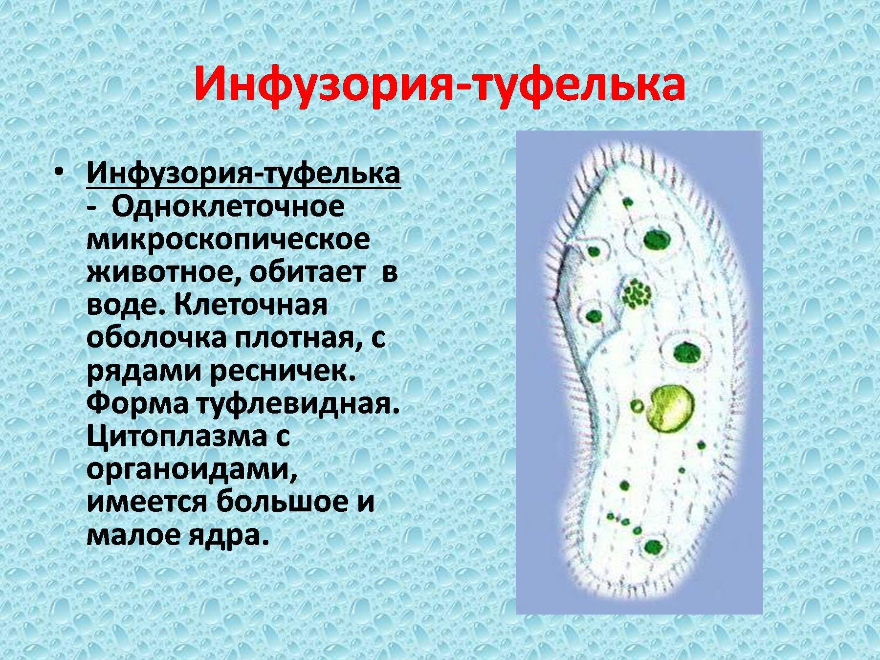Инфузория малое ядро. Микронуклеус у инфузорий. Инфузория туфелька цитоплазма. Инфузория туфелька форма тела 7 класс. Инфузория туфелька макронуклеус.