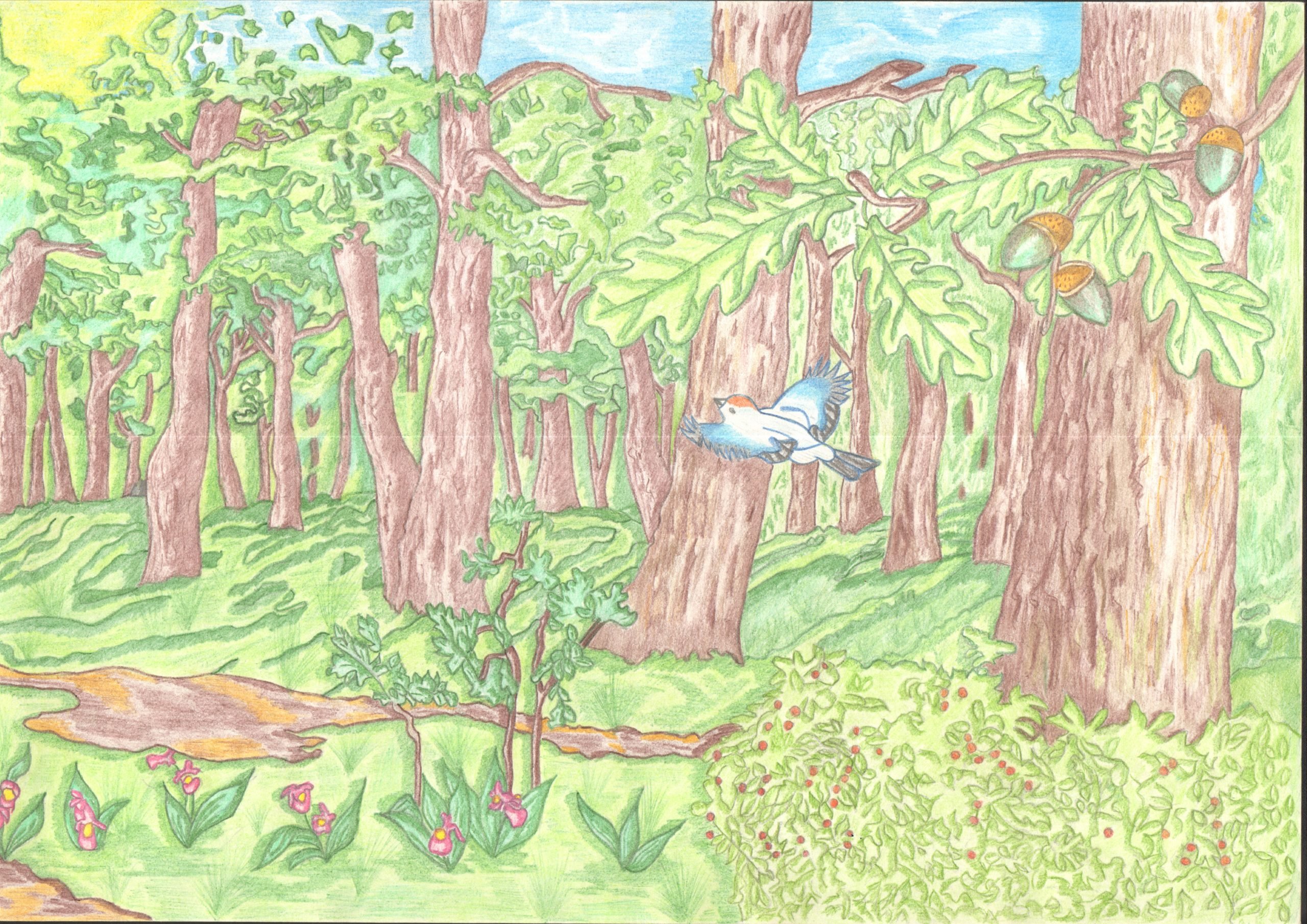 Рисунок природного сообщества 5 класс. Лесное сообщество рисунок. Сообщество лес рисунок. Рисунок на тему природное сообщество. Природное сообщество лес рисунок.