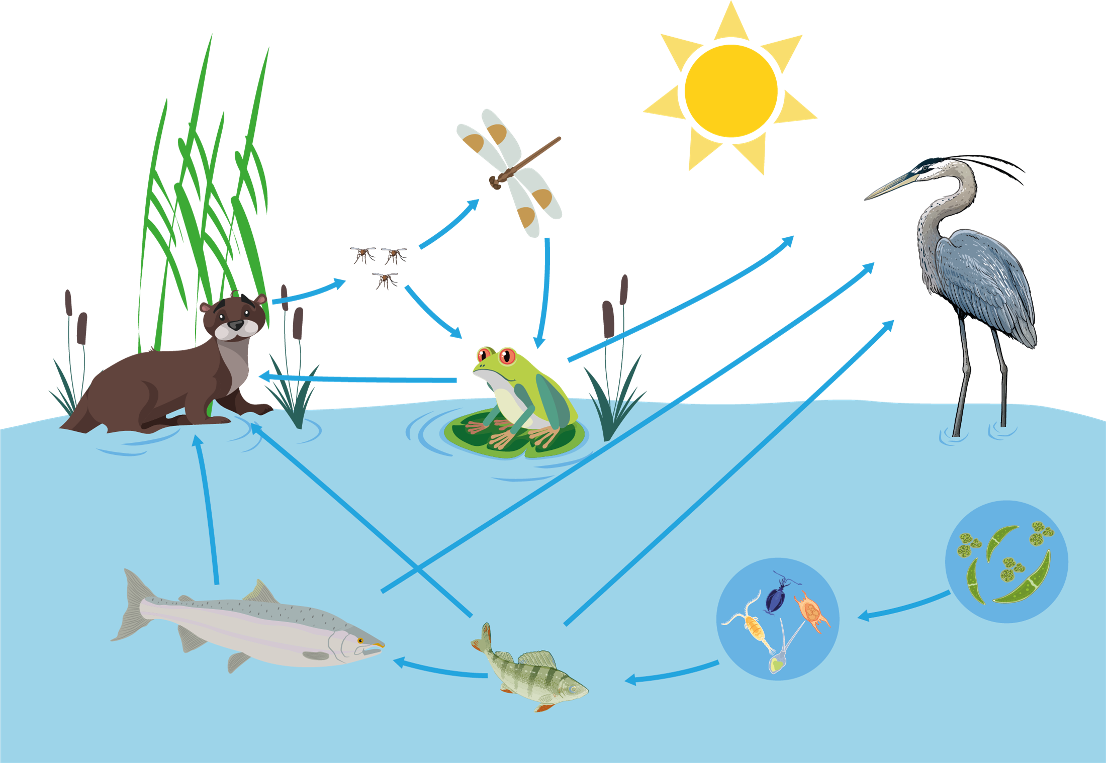 Зоопланктон и фитопланктон цепи питания. Составь 2 трофические цепи фитопланктон. Пищевая цепь. Пищевая цепочка.