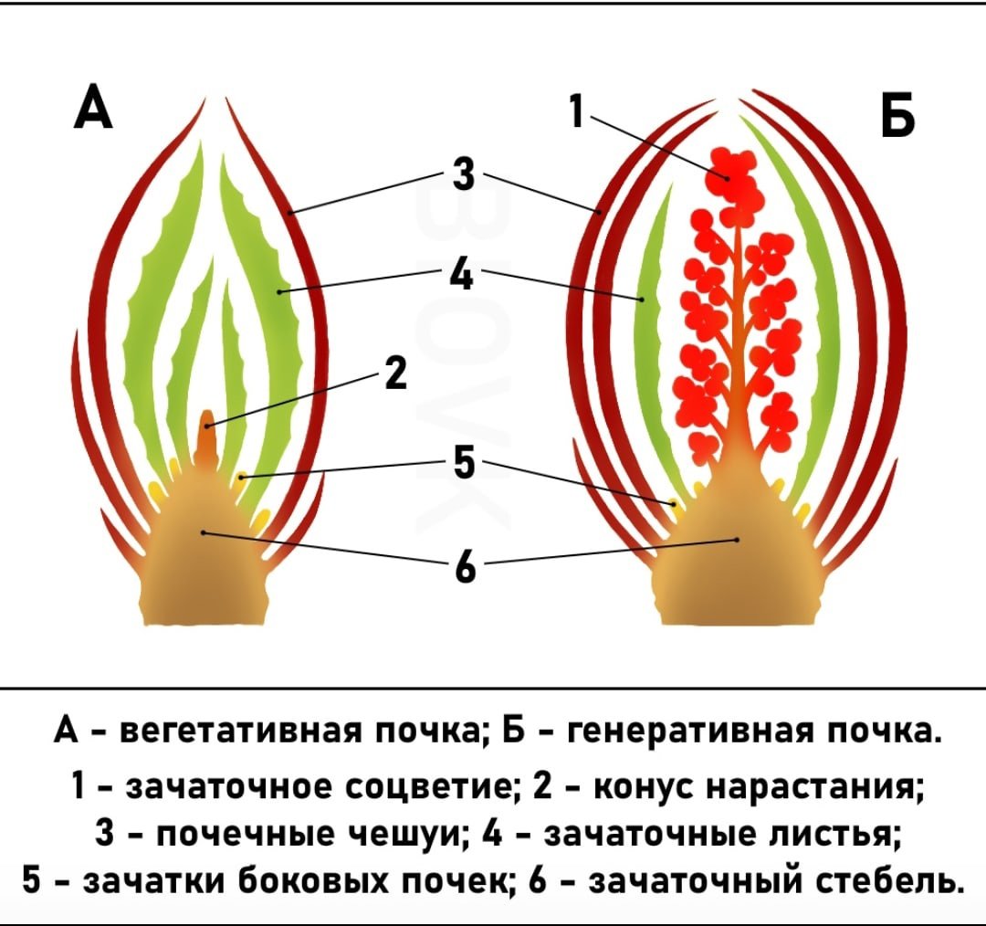 Строение генеративной почки растения. Строение почки ботаника. Схема строения почки растения. Почка строение почки растения.