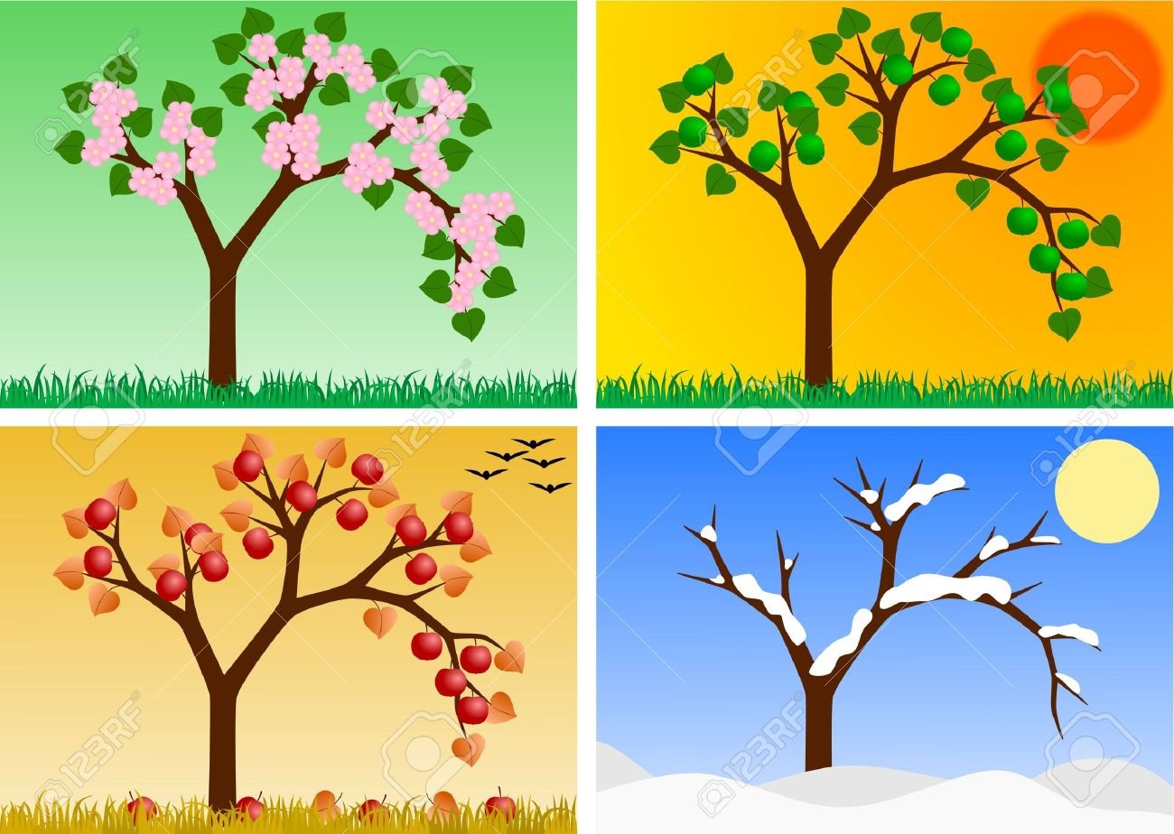 Яблоня в разные времена года. Сезонное дерево. Времена года на дереве. Сезонное Весеннее дерево.