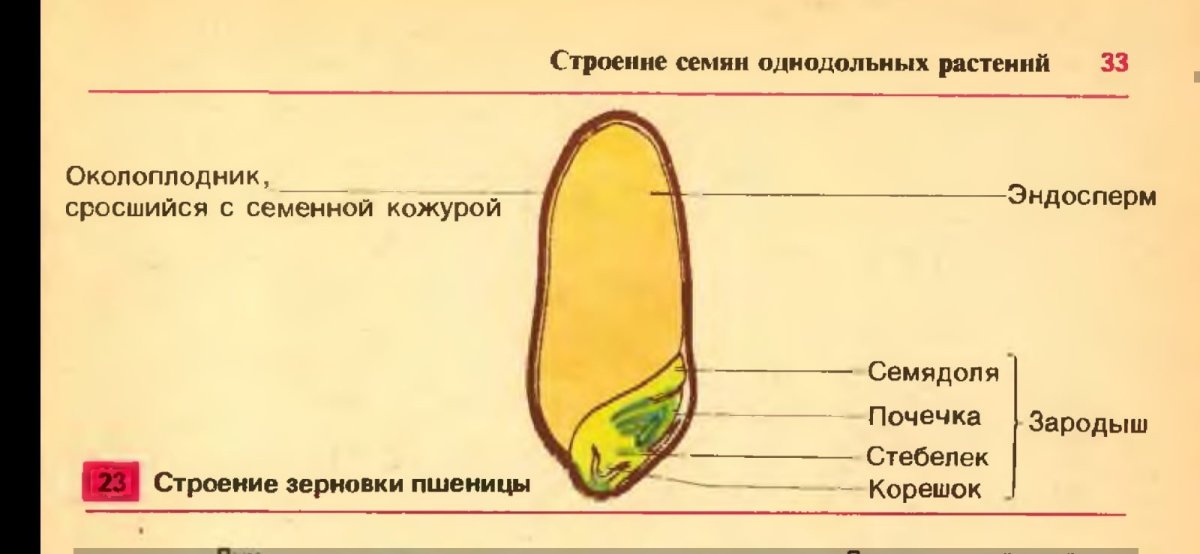 Рисунок однодольного растения