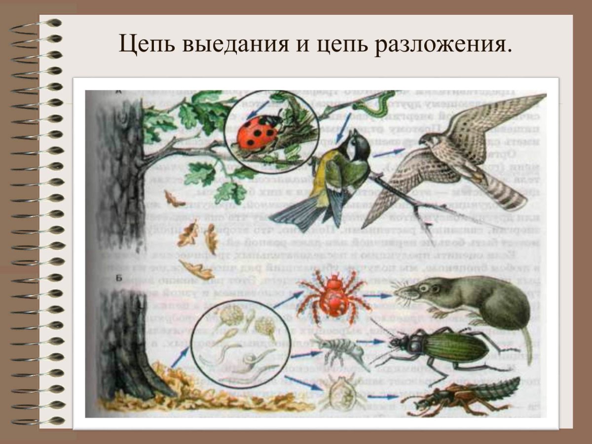 Связь между растениями и животными рисунок