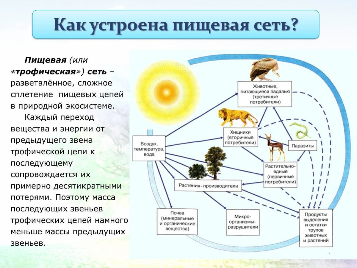 Пищевая сеть это в биологии. Пищевая цепь круговорот веществ в природе. Пищевая сеть 5 класс биология. Цепи питания природной экосистемы.