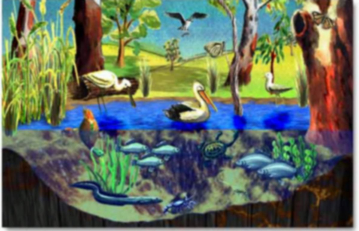 Рисунок природного сообщества 5 класс. Экосистема пруда. Обитатели пруда для дошкольников. Картина водоема для детей. Экосистема водоема для дошкольников.